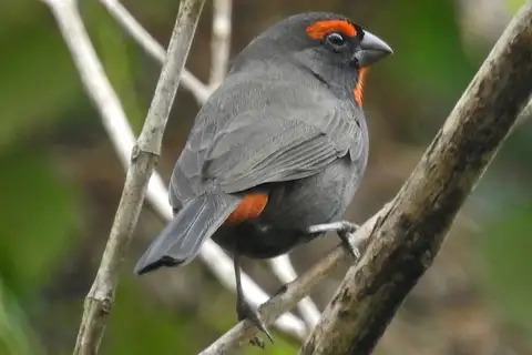 St. Kitts Bullfinch