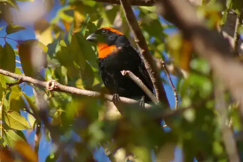 Puerto Rican Bullfinch
