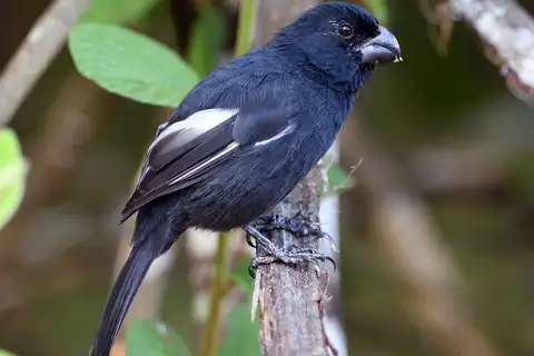 Grand Cayman Bullfinch