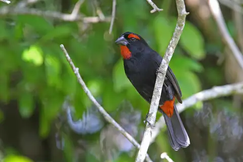 Greater Antillean Bullfinch