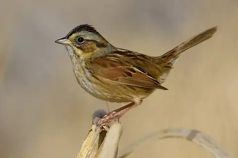 Swamp Sparrow