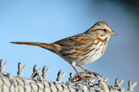 Song Sparrow