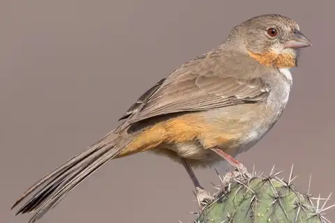 White-throated Towhee