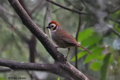 Prevost's Ground Sparrow