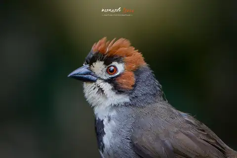 Cabanis's Ground Sparrow