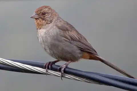 California Towhee