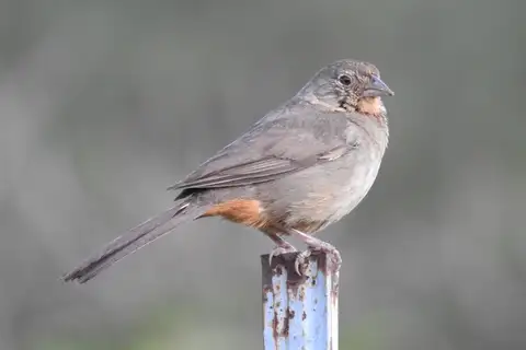 Canyon Towhee