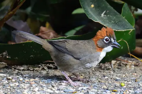 Rusty-crowned Ground Sparrow