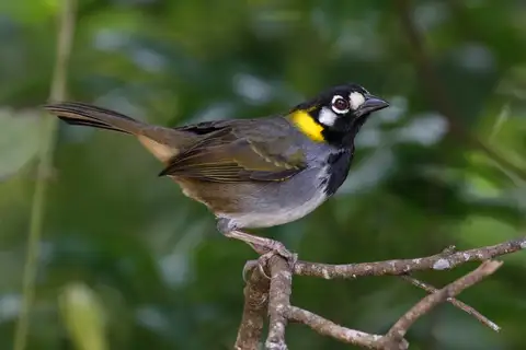White-eared Ground Sparrow