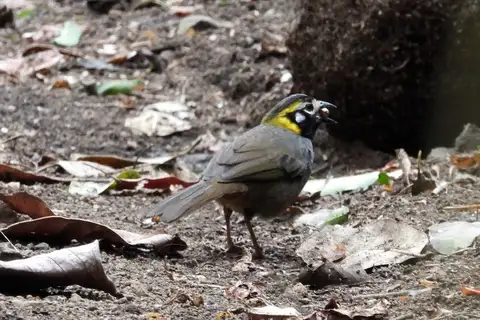 Grey-crowned Ground Sparrow