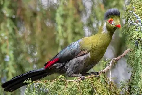 White-cheeked Turaco