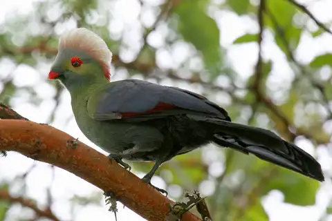 Ruspoli's Turaco