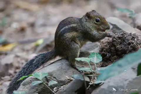 Indochinese Ground Squirrel
