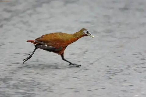 Madagascar Forest Rail