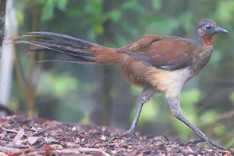 Albert's Lyrebird