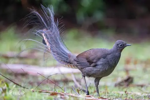 Superb Lyrebird