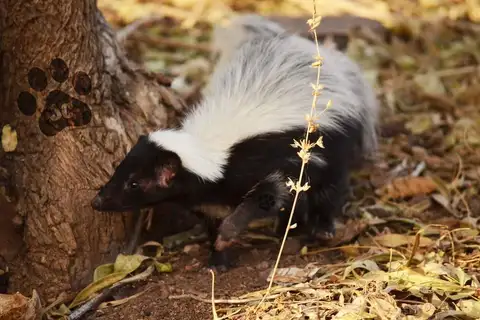 Hooded Skunk