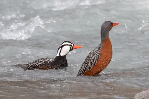 Torrent Duck