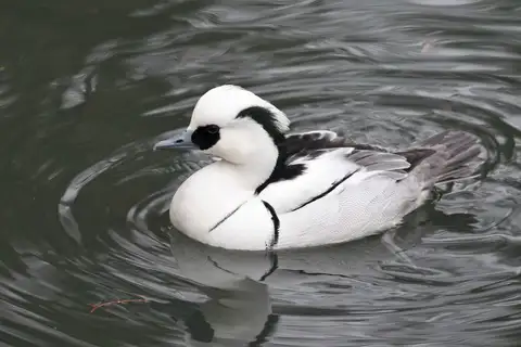Smew