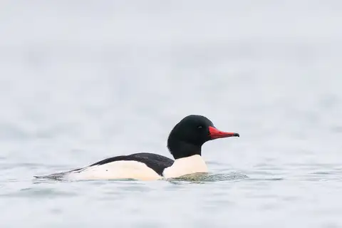 Common Merganser