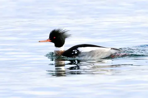 Red-breasted Merganser