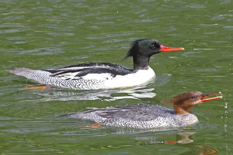 Scaly-sided Merganser