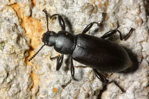 Smooth Darkling Beetle