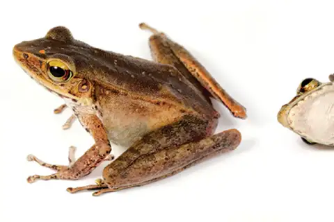 Northern Torrent Frog