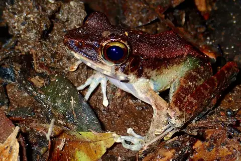 Meristogenys poecilus