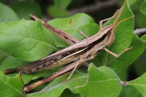 Two-striped Mermiria