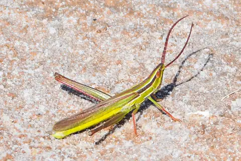 Lively Mermiria