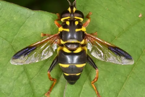 Carolinian Elegant
