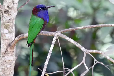 Purple-bearded Bee-eater