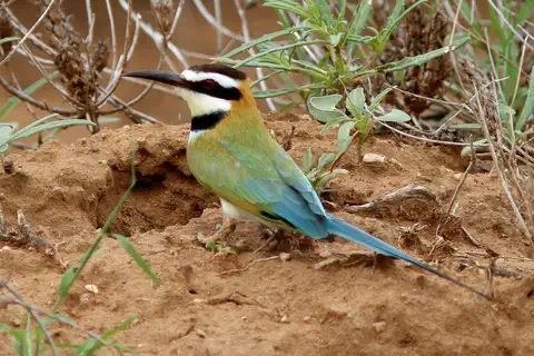 White-throated Bee-eater