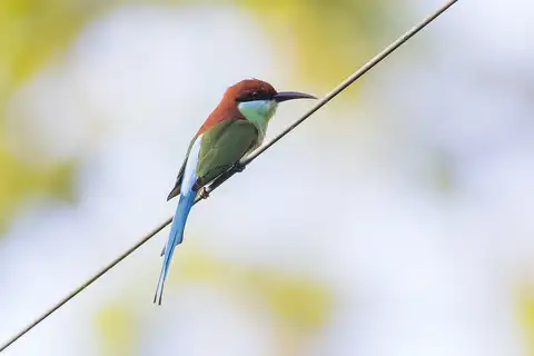 Rufous-crowned Bee-eater