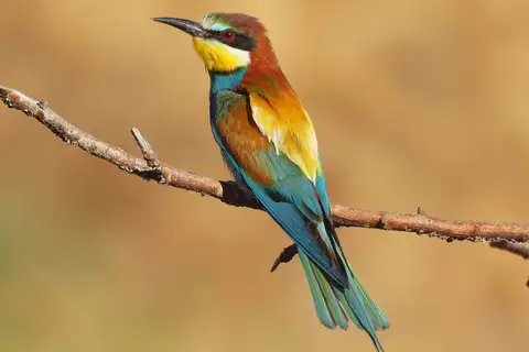 European Bee-eater