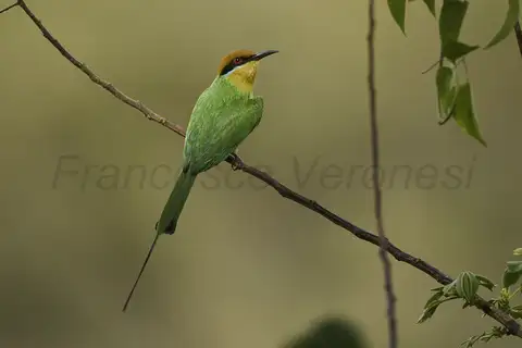 Böhm's Bee-eater