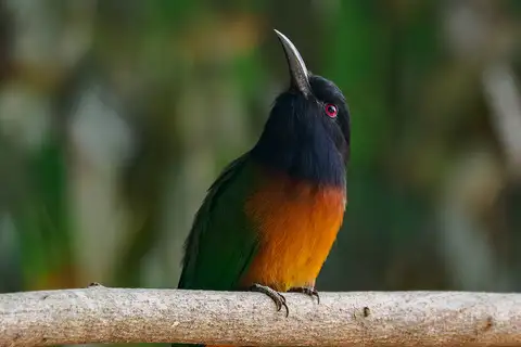 Black-headed Bee-eater
