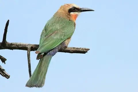 White-fronted Bee-eater