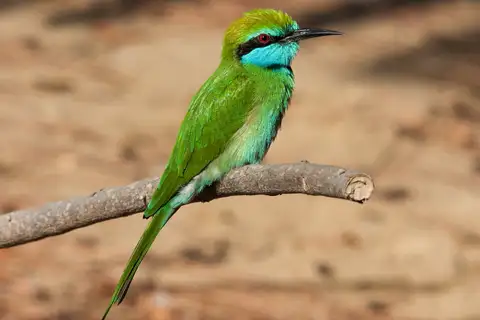 Arabian Green Bee-eater