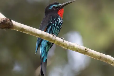 Black Bee-eater