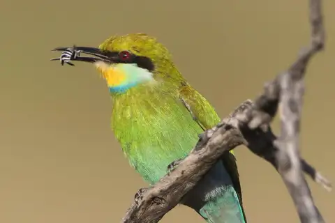 Swallow-tailed Bee-eater