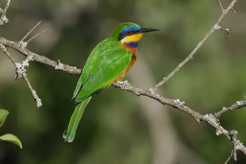 Ethiopian Bee-eater