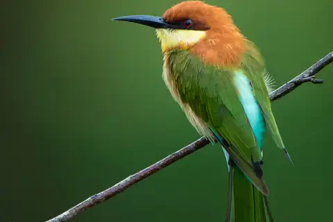 Chestnut-headed Bee-eater