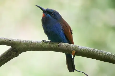 Blue-moustached Bee-eater