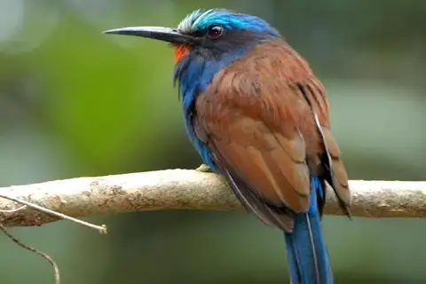 Blue-headed Bee-eater