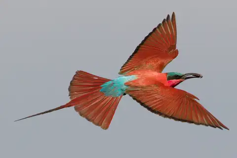 Southern Carmine Bee-eater