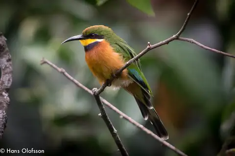 Cinnamon-chested Bee-eater