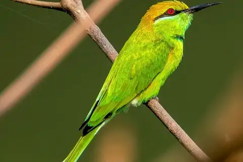 Asian Green Bee-eater