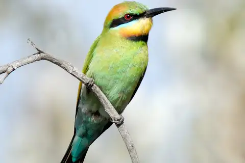 Rainbow Bee-eater